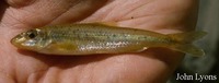 Erimystax x-punctatus, Gravel chub: