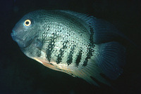 Heros severus, Banded cichlid: aquarium