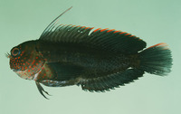 Cirripectes springeri, Springer's blenny: