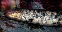 Lepidosiren paradoxa, South American lungfish: fisheries