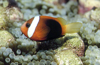 Amphiprion melanopus, Fire clownfish: fisheries, aquarium