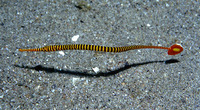 Doryrhamphus dactyliophorus, Ringed pipefish: aquarium