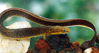 Anguilla reinhardtii, Speckled longfin eel: fisheries, aquaculture, gamefish