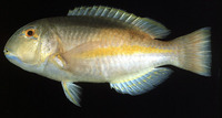 Choerodon zamboangae, Purple eyebrowed tuskfish: