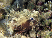 Halophryne diemensis, Banded frogfish: