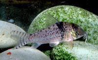 Corydoras pastazensis, Pastaza corydoras: aquarium