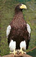 Haliaeetus pelagicus - Steller's Sea-Eagle