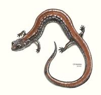 Image of: Plethodon cinereus (eastern red-backed salamander)