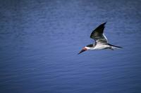 Rynchops niger - Black Skimmer