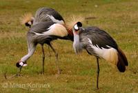 Balearica regulorum gibbericeps