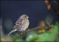 Serinus canaria - Island Canary