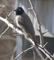 Pycnonotus xanthopygos - White-spectacled Bulbul