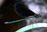 Image of: Calopteryx maculata