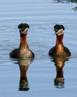 Podiceps grisegena - Red-necked Grebe