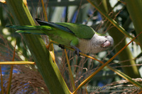 Myiopsitta monachus - Monk Parakeet