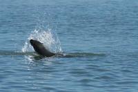 Arctocephalus pusillus doriferus - Afro-australian Fur Seal