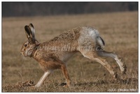 Lepus europaeus - Brown Hare