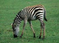 Equus quagga boehmi - Grant's Zebra