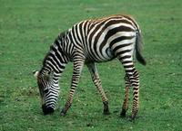 Equus quagga boehmi - Grant's Zebra