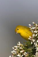 Image of: Dendroica petechia (yellow warbler)