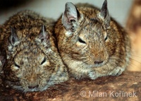 Octodon degus - Degu