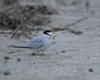 Image of: Sterna antillarum (least tern)