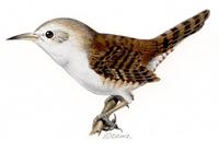 Image of: Troglodytes aedon (house wren)