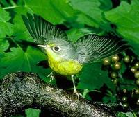 Image of: Wilsonia canadensis (Canada warbler)