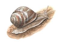 Image of: Helix pomatia (escargot)