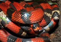 Lampropeltis triangulum hondurensis - Honduran Milksnake