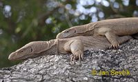 Varanus bengalensis - Bengal Monitor