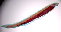 amphioxus