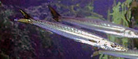 California Barracuda, Sphyraena argentea