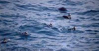 Harlequin Duck - Histrionicus histrionicus