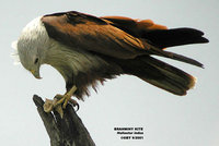 Brahminy Kite - Haliastur indus