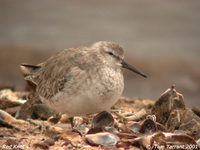 Red Knot - Calidris canutus