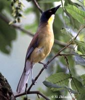 Yellow-throated Laughingthrush - Garrulax galbanus