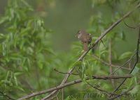 Oriental Bush Warbler - Cettia diphone