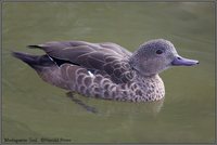 Bernier's Teal - Anas bernieri