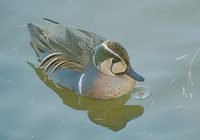 Baikal Teal (Anas formosa) photo