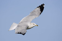 Ring-billed Gull (Larus delawarensis) photo