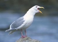 Glaucous-winged Gull (Larus glaucescens) photo