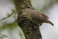 Woodpecker Finch (Camarhynchus pallidus) photo