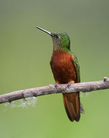 Chestnut-breasted Coronet (Boissonneaua matthewsii ) photo