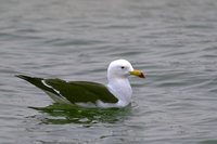 Belcher's Gull - Larus belcheri