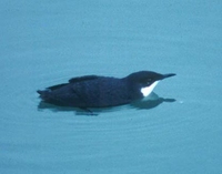 Craveri's Murrelet - Synthliboramphus craveri