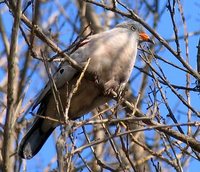 Croaking Ground-Dove - Columbina cruziana