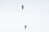 Short-tailed Swift - Chaetura brachyura