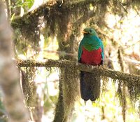 Golden-headed Quetzal - Pharomachrus auriceps