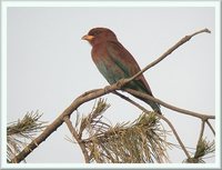 Broad-billed Roller - Eurystomus glaucurus